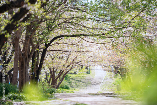 箕面船場阪大前周辺の春の風景