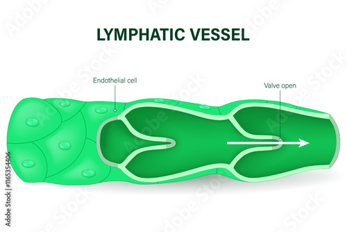 Structure of a lymph vessel. Lymphatic system. Human lymph nodes and ducts.