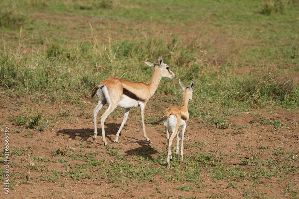 Naklejka premium young gazelle antilope in the serengeti national park