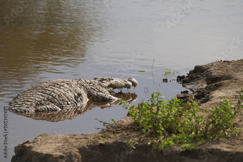 nile crocodile laying in the water of the ngorongoro crater in tanzania