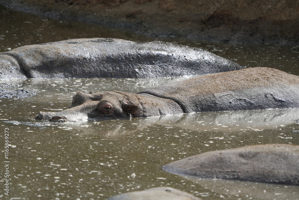 Fototapeta premium hippopotamus in the water, laying in a hippo pool in the serengeti wildlife safari wild hippo