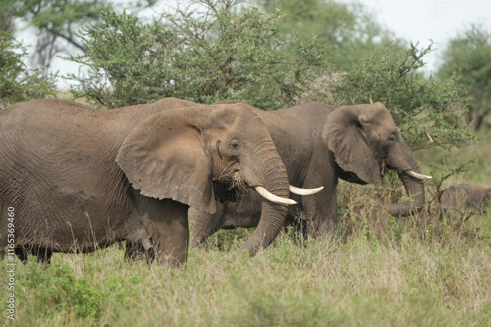 portrait of two african elephants walking through the serengeti national park in tanzania portrait of two african elephants walking through the serengeti national park in tanzania