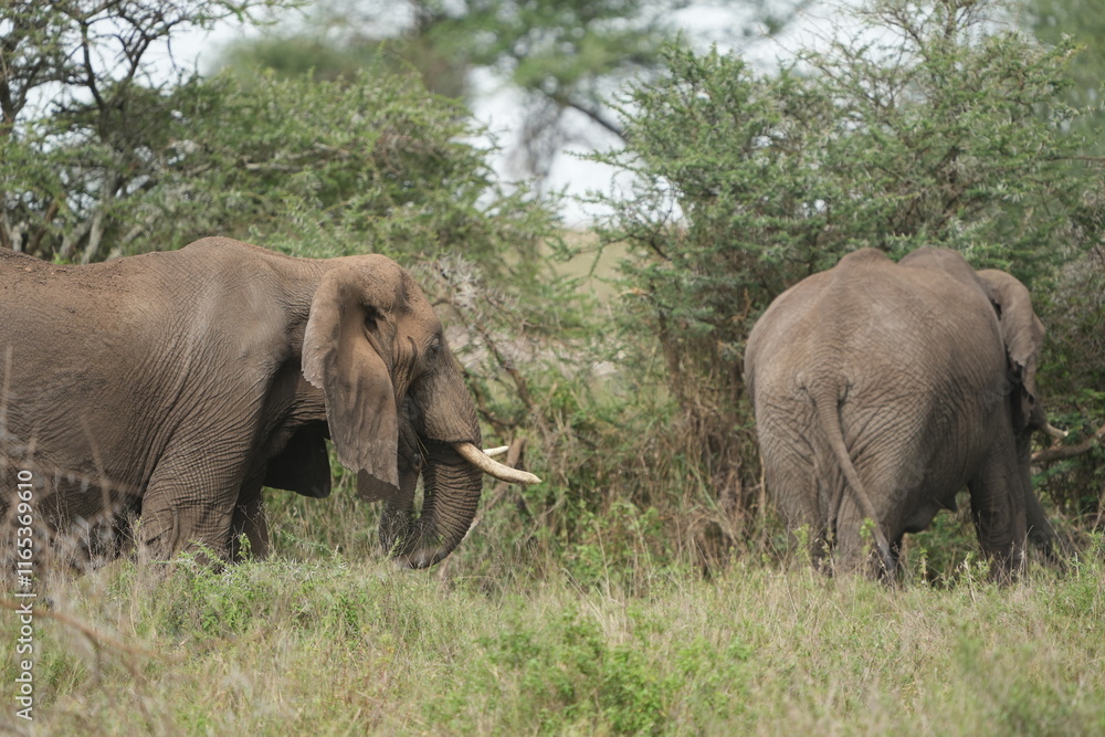 portrait of two african elephants walking through the serengeti national park in tanzania portrait of two african elephants walking through the serengeti national park in tanzania