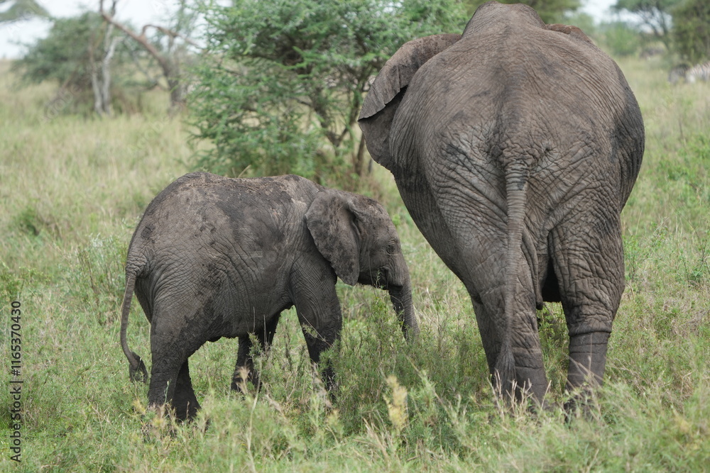 Fototapeta premium baby elephant standing next to its mother in the serengeti national park tanzania