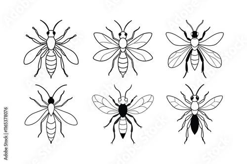 Tarantula Hawk (Pepsis) insect design, labeled line art vector illustration.