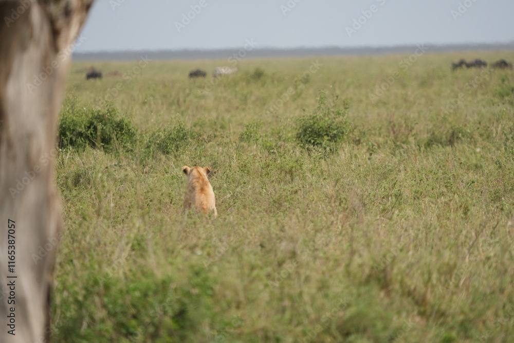 Fototapeta premium lioness sitting in the high grass of the serengeti national park in tanzania