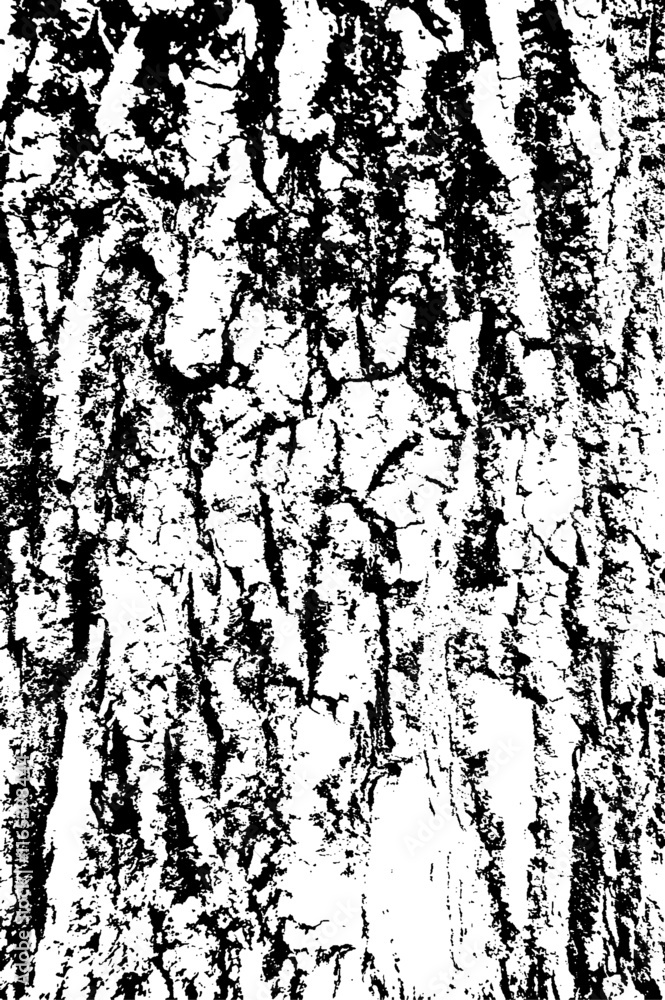 Texture of tree bark with fungus Texture of tree bark with fungus