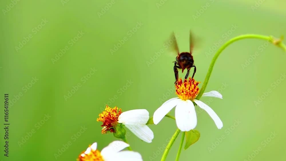 Bee on White Flower: A honeybee in mid-flight, delicately landing on a pristine white flower against a soft green backdrop. A serene moment of nature's intricate dance. Bee on White Flower: A honeybee in mid-flight, delicately landing on a pristine white flower against a soft green backdrop. A serene moment of nature's intricate dance.