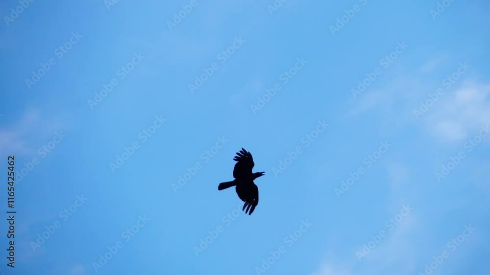 Solitary Flight: A lone bird silhouetted against a vast, clear blue sky. The image evokes a sense of freedom, solitude, and the journey of life. Solitary Flight: A lone bird silhouetted against a vast, clear blue sky. The image evokes a sense of freedom, solitude, and the journey of life.