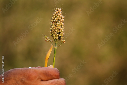 Sorghum bicolor, commonly called sorghum and also known as great millet, durra, jowar, jowar, milo. its golden grains. agricultural, farming, and sustainability themes, showcasing a vital cereal crop. photo