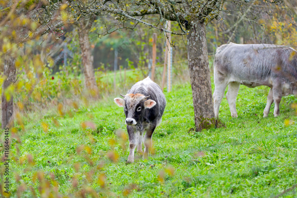 Fototapeta premium Cow herd of breed Rätisches Grauvieh grazing on meadow at Swiss City of Zürich on a gray autumn day. Photo taken November 17th, 2024, Zurich, Switzerland.
