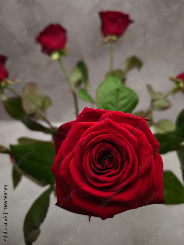 Blooming red roses exuding beauty and romance in prague Valentines day holidays Blooming red roses exuding beauty and romance in prague Valentines day holidays