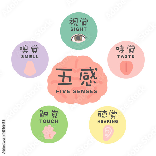 五感　脳　イラスト　アイコン　視覚　嗅覚　味覚　聴覚　触覚