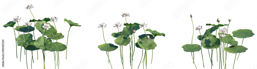 Obraz premium Set of Nelumbo nucifera (known as Padma or Kamala, sacred lotus, Indian lotus) flowering frontal isolated png on a transparent background perfectly cutout high resolution