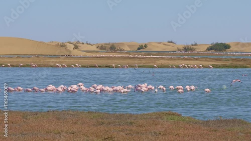 Lesser Flamingo (Phoeniconaias minor) in a bird Sanctuary, Walvis Bay Namibia