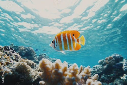 Fish swimming underwater photo