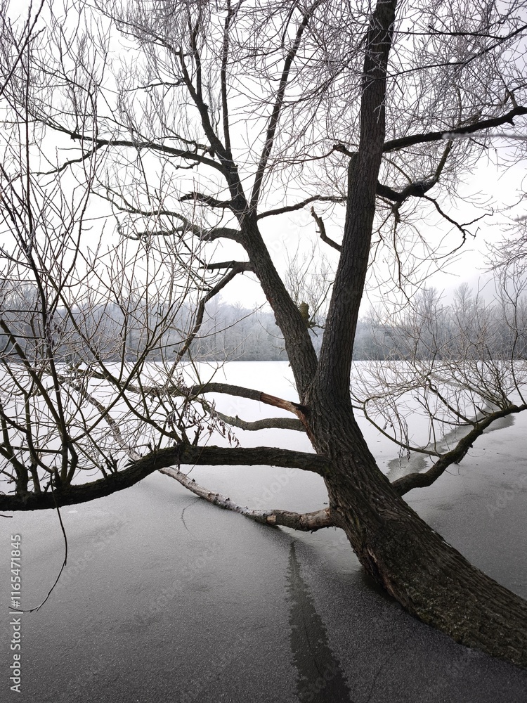 Bare tree leaning over frozen lake pond in prague during winter Nature park Smetanka Bare tree leaning over frozen lake pond in prague during winter Nature park Smetanka