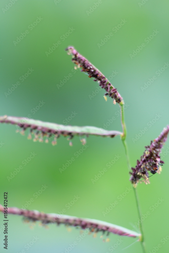 Fototapeta premium small insects looking for food