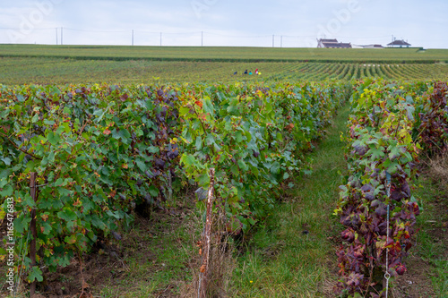 Harvest time on grand cru vineyards near Ambonnay and Bouzy, region Champagne, France. Cultivation of white chardonnay and black pinot noir wine grapes, view on vineyard photo