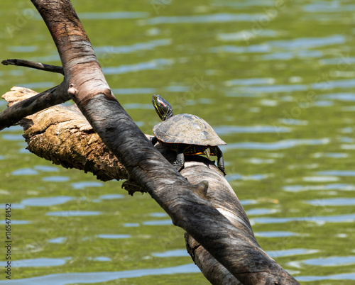pond slider turtle on log above a pond at morton arboretum in Illinois