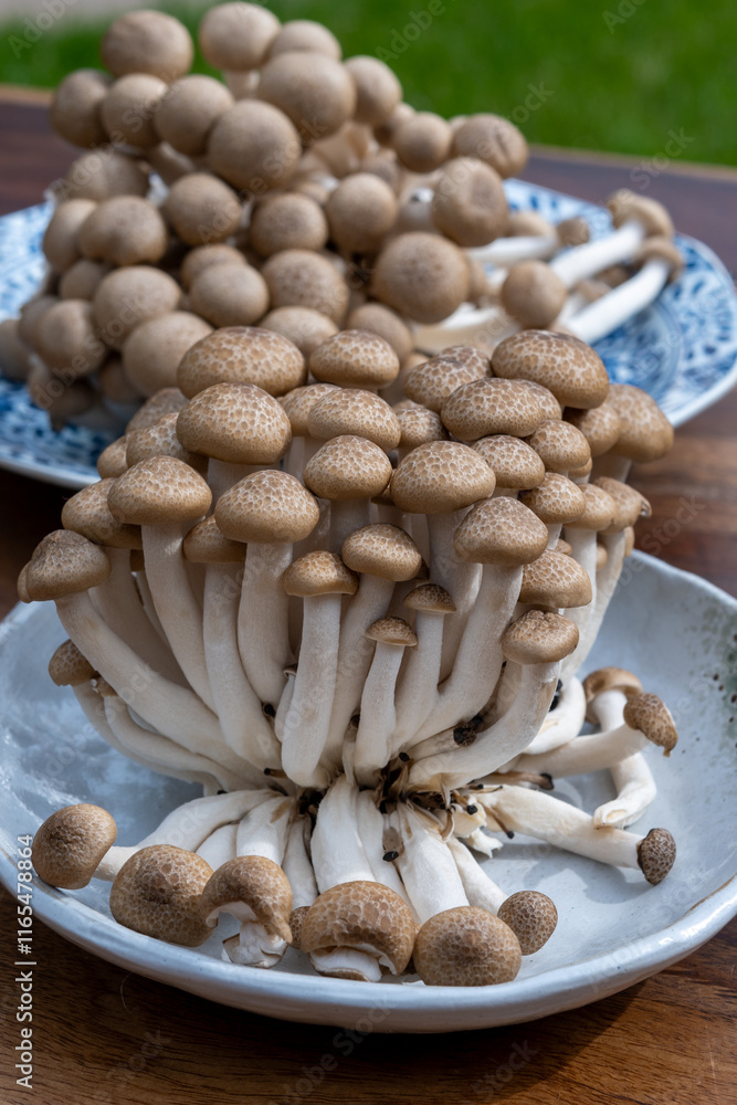 Brown shimeji edible mushrooms native to East Asia, buna-shimeji is widely cultivated and rich in umami tasting compounds Brown shimeji edible mushrooms native to East Asia, buna-shimeji is widely cultivated and rich in umami tasting compounds
