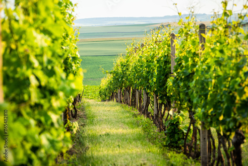 Konstfotografi Agriculture fields with crop and vineyards at summer.