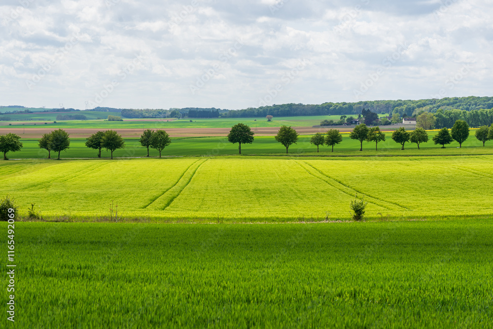 Scenic View of Verdant Fields and Tree Lines Under Cloudy Skies in the Countryside, Captured in Springtime, May 2021 Scenic View of Verdant Fields and Tree Lines Under Cloudy Skies in the Countryside, Captured in Springtime, May 2021