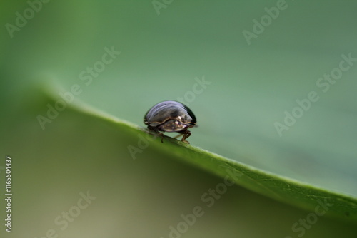 small insects looking for food photo