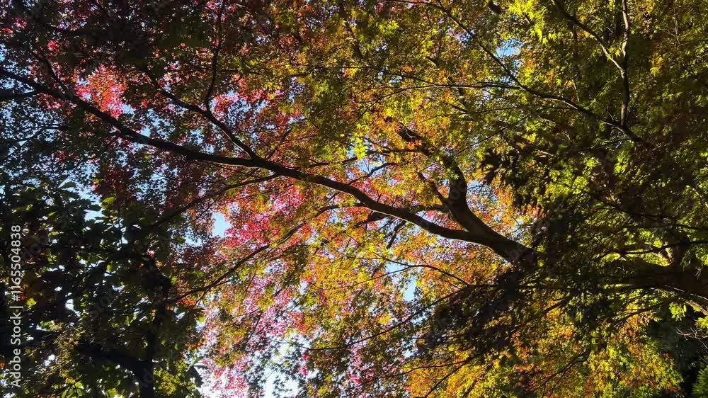 Incredible silhouetted autumn color scenery, looking up with vibrant colors Incredible silhouetted autumn color scenery, looking up with vibrant colors