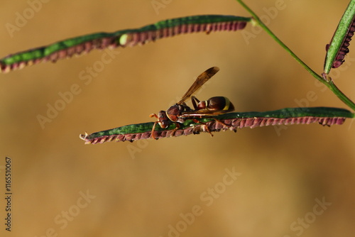 small insects looking for food photo