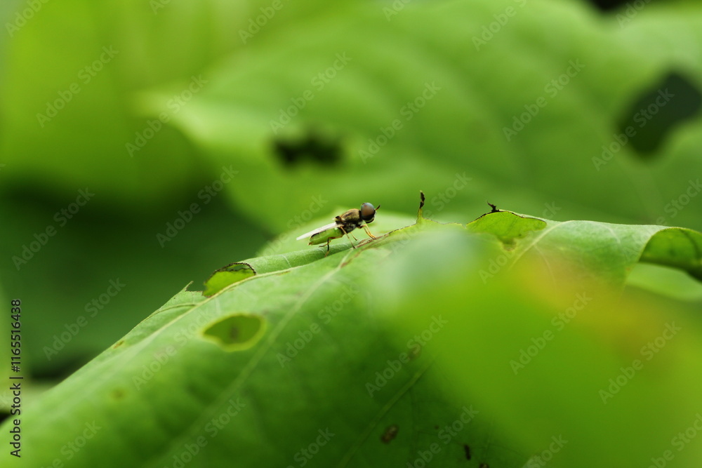 Naklejka premium small insects looking for food