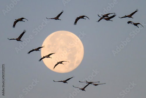 Kraniche am Abendhimmel mit Vollmond photo