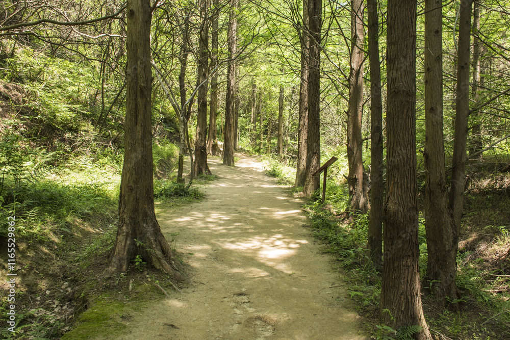 Path in the Forest Path in the Forest