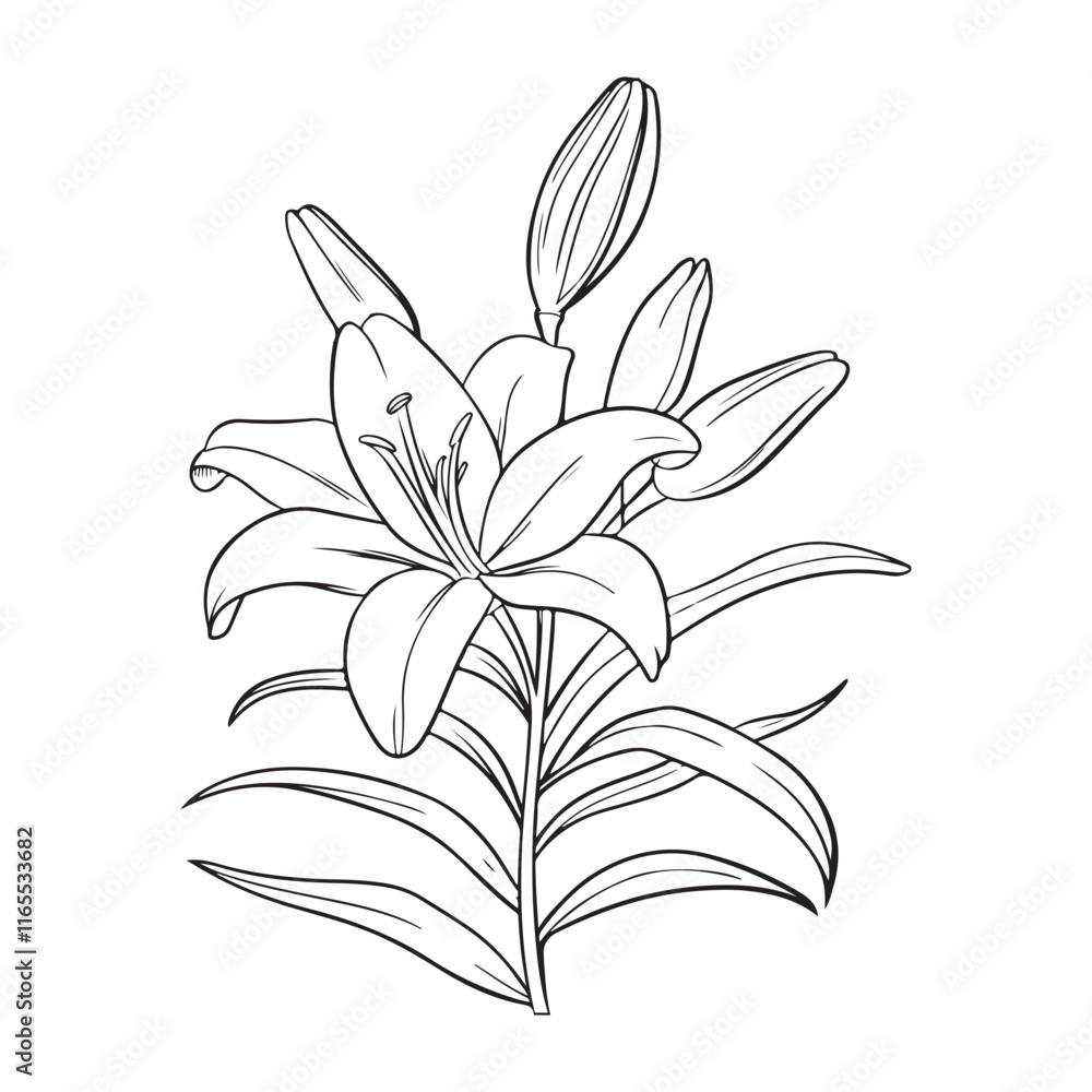 Obraz premium Elegant Lily Illustration for Decor.