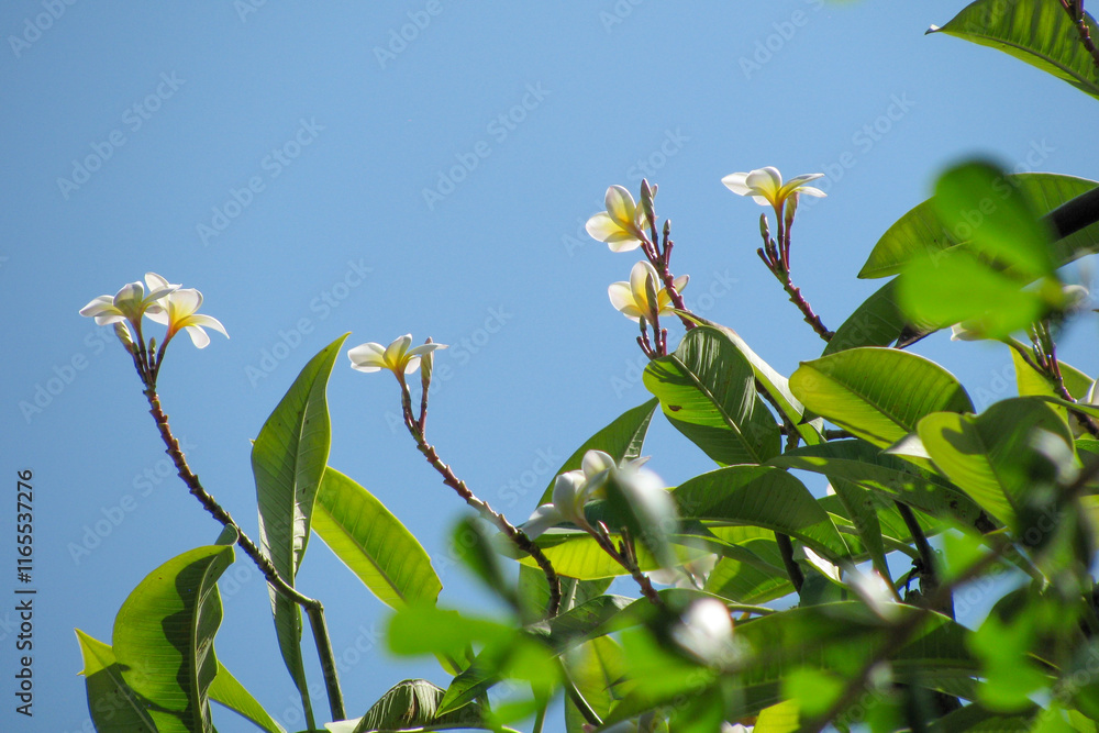 Obraz premium balie frangipani flowers and leaves against a blue sky