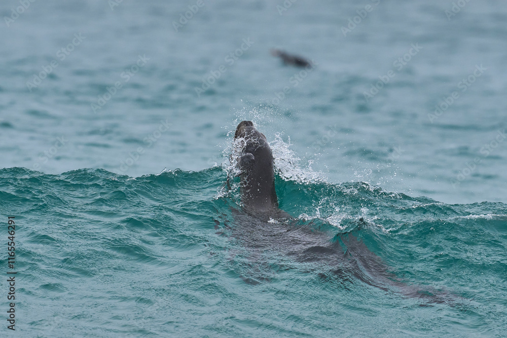 Fototapeta premium Southern Sea Lion (Otaria flavescens) frolicking in the surf whilst hunting penguins on the coast Sea Lion Island in the Falkland Islands.