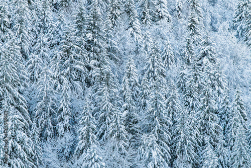 Closeup of a beautiful winter landscape in the Swiss mountains. Frosty winter day with trees covered with fresh snow on a frosty day.