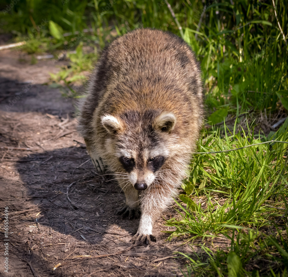Naklejka premium raccoon
