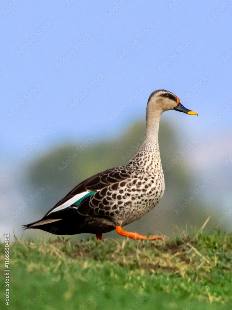 The duck has a distinctive orange beak and feet. The bird's body is primarily brown with a speckled pattern.