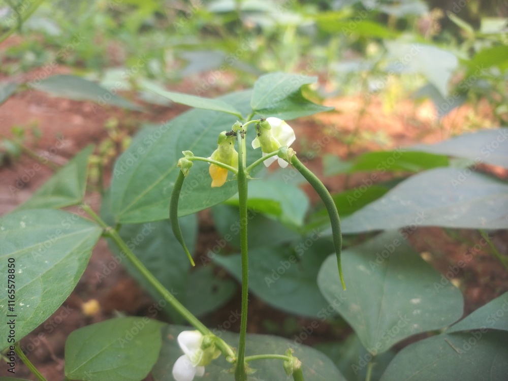 Beans A small plant with fresh pods on it, green in color.Beans growing on a green plant.Bean plant with flowers.Plant with soft bean pods and white bean flowers,Beans A small plant with fresh pods on Beans A small plant with fresh pods on it, green in color.Beans growing on a green plant.Bean plant with flowers.Plant with soft bean pods and white bean flowers,Beans A small plant with fresh pods on