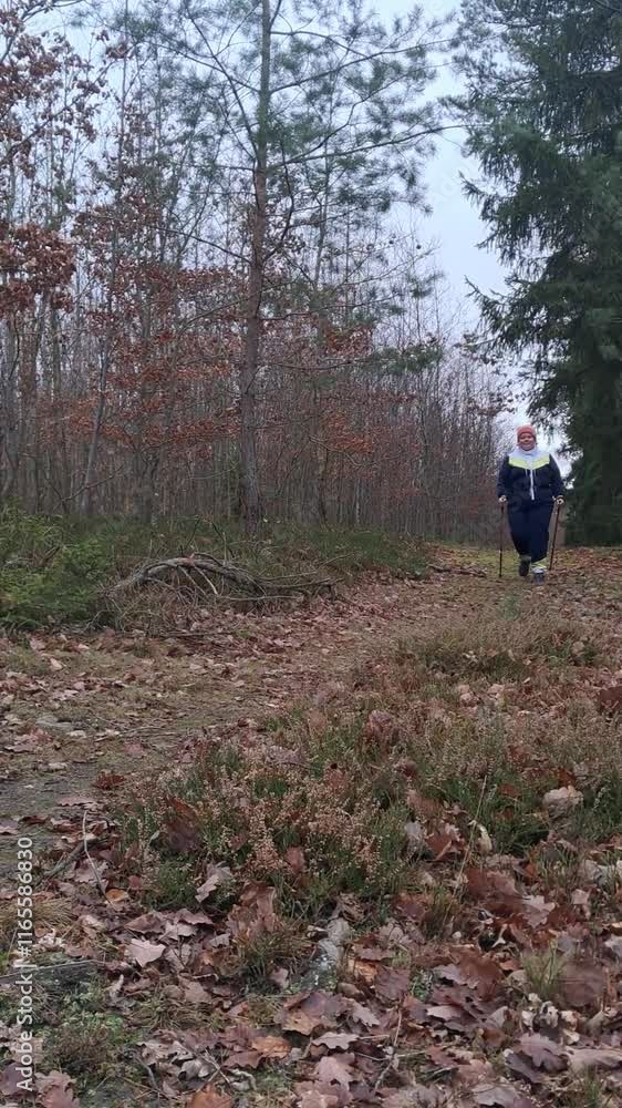 A plus-size woman walking with Nordic walking poles in an autumn forest. A plus-size woman walking with Nordic walking poles in an autumn forest.