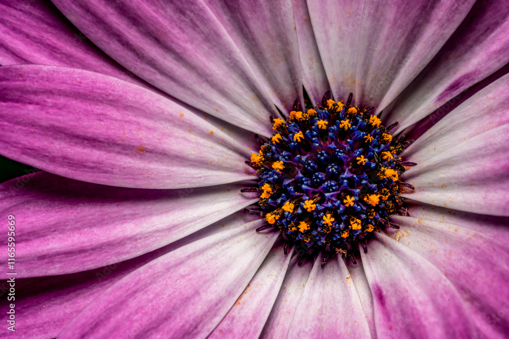 Macrophotography of an African daisy flower with yellow pollen Macrophotography of an African daisy flower with yellow pollen