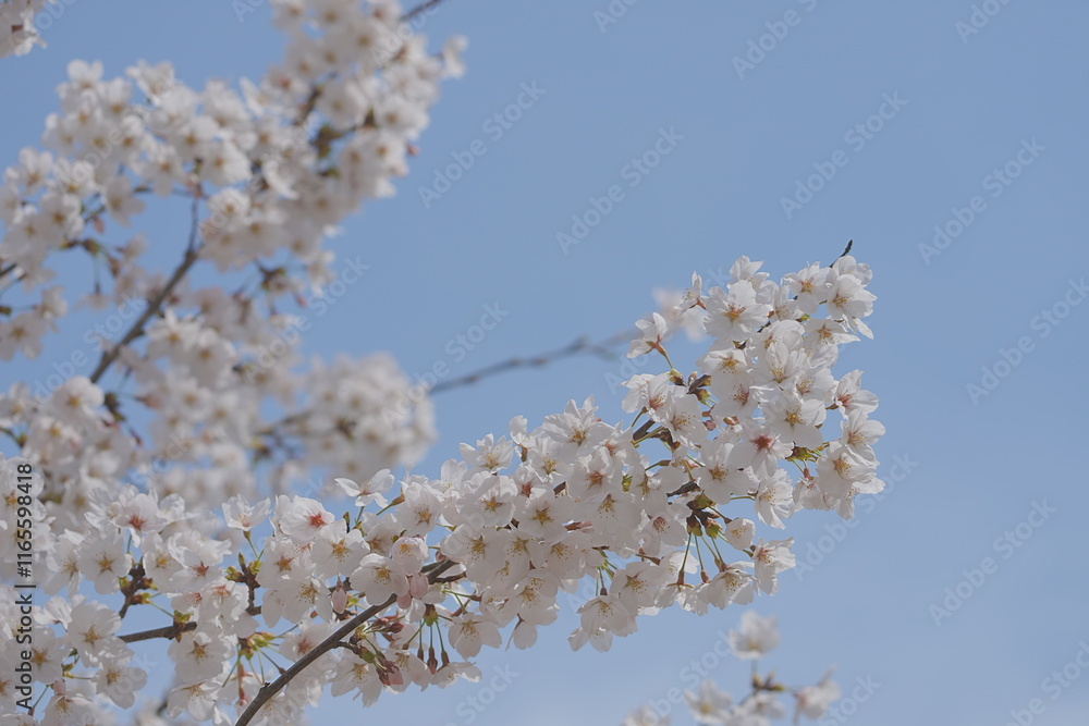 Cherry blossom in spring in Japan Cherry blossom in spring in Japan