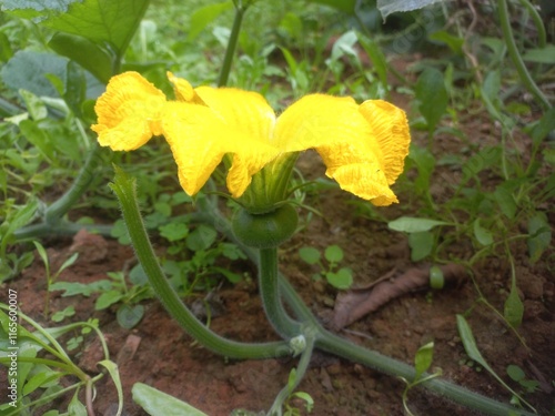 Pumpkin Flower blossoms and begins to bear fruit.Loofah, pumpkin, and zucchini are all gourds.They have very similar flowers.
Pumpkin Small Bud in Fruit With Yellow Flower,A beautiful pumpkin Yellow  photo