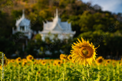  Brightly colored sunflowers stand tall in front of a lush sunflower field. The colorful sky at sunset adds to the peaceful and harmonious atmosphere. A vast sunflower field as far as the eye can see photo