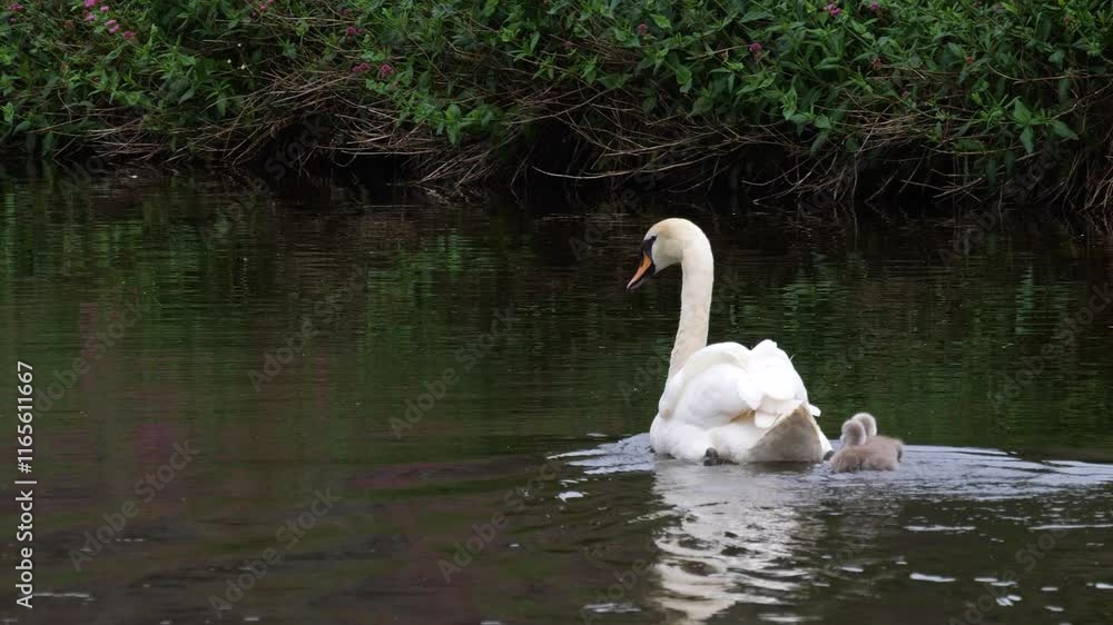 Swan Gliding Gracefully with Cygnets on a Serene Pond Swan Gliding Gracefully with Cygnets on a Serene Pond