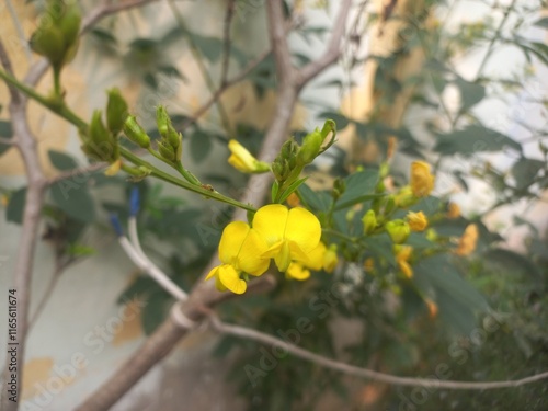 Pigeon pea crop Yellow flower plant,(pulse)Pigeon pea dal is also known as tuar dal and arhar dal.Arhar dal is also known as tuar dal and rahar dal. 
Pigeon pea yellow flower wuth plant photo