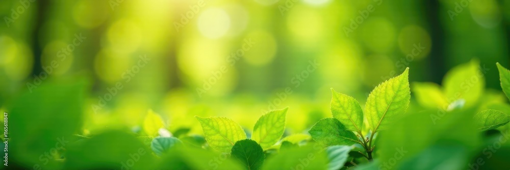 Out-of-focus green foliage, sunlit bokeh effect, greenery, green, organic Out-of-focus green foliage, sunlit bokeh effect, greenery, green, organic