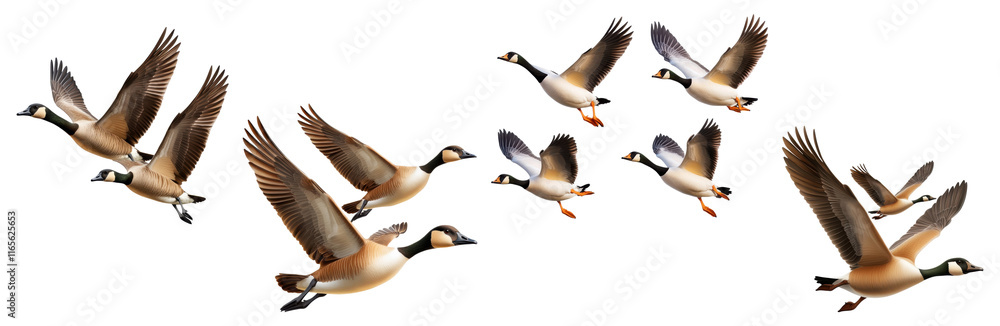 Group of flying geese isolated on a transparent background Group of flying geese isolated on a transparent background