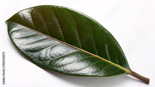 Wallpaper Mural Magnolia leaf, glossy and dark green on white background Torontodigital.ca